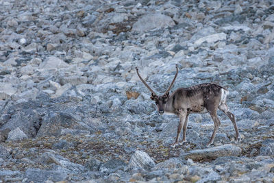 Portrait of deer standing on rocks