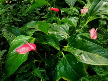 Close-up of pink flowers