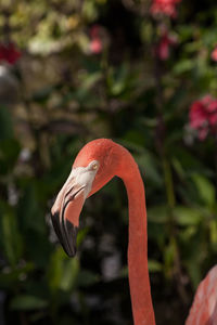 Caribbean flamingo phoenicopterus ruber in a tropical garden in southwestern florida.