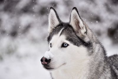 Close-up of siberian husky looking away during snowfall