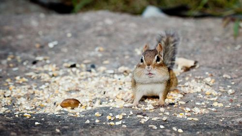 Portrait of squirrel