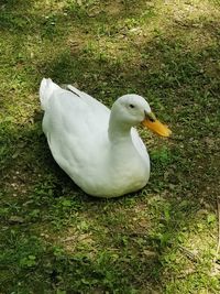 High angle view of bird on field