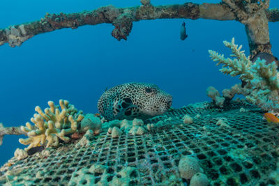 Fish swimming in sea