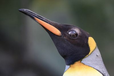 Close-up of penguin