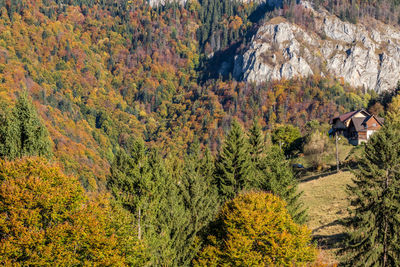 Trees in forest during autumn