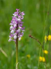 Close-up of purple flowering plant on field