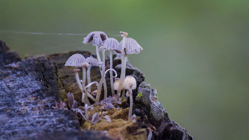 Close-up of mushroom growing on plant