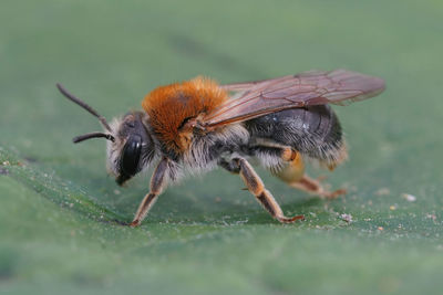 Detailed closeup on a colorful female orange tailed mining bee, andrena haemorrhoa on a green leaf