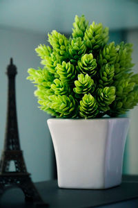 Close-up of potted plant on table