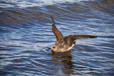 Seagull flying in a lake