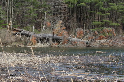 Trees in a forest