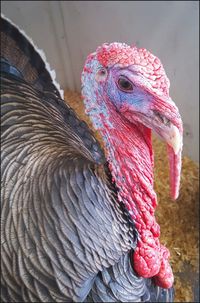 Close-up of turkey