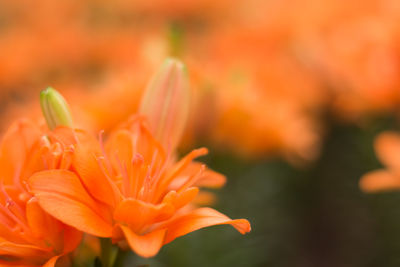 Close-up of orange flower blooming outdoors