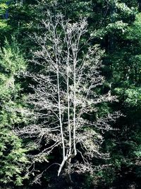 View of trees in forest