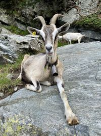 Deer standing on field
