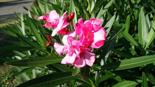 Close-up of pink flowers blooming outdoors