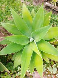 High angle view of succulent plant on field