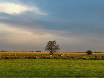 Scenic view of grassy field with tree against sky