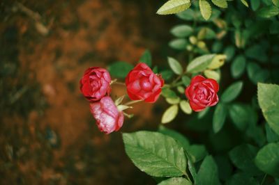 Close-up of red rose plant