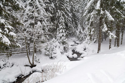 Frozen trees in forest during winter