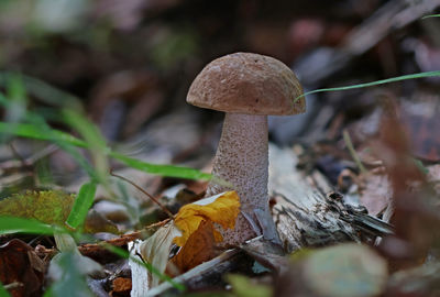 fungus