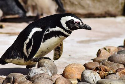 Close-up of penguin near pebbles