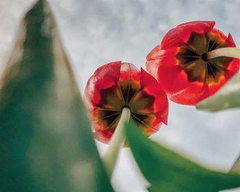 Close-up of red flowering plant