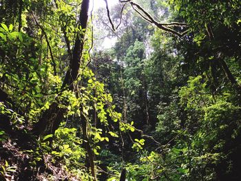 Low angle view of trees in forest