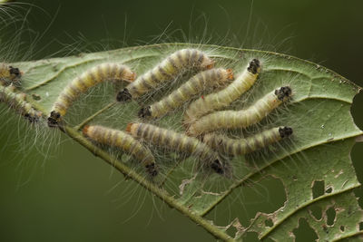 Caterpillar world