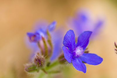 Close-up of purple flowering plant