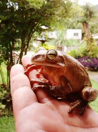 Cropped image of hand holding plant