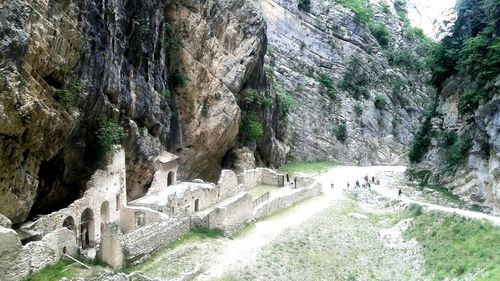 View of trees in forest
