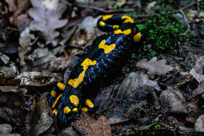 Europaean fire salamander  salamandra salamandra  romania, sibiu county