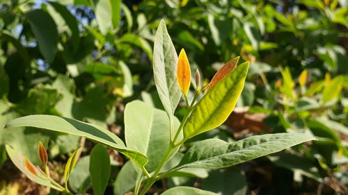 Close-up of leaves on plant