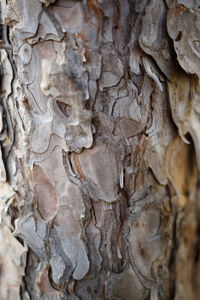 Full frame shot of tree trunk