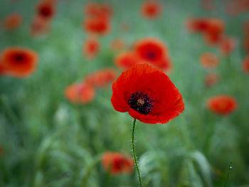 Close-up of red poppy flowers on field