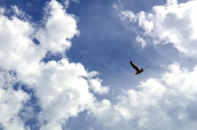 Low angle view of seagull flying in sky