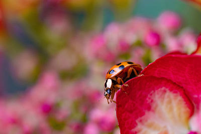 Close-up of ladybug on pink flower