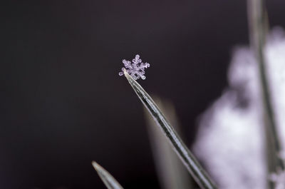 Close-up of flower against blurred background