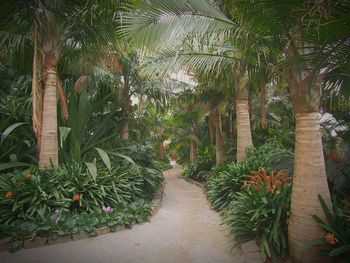 View of palm trees in garden