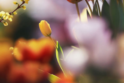 Close-up of flowering plant