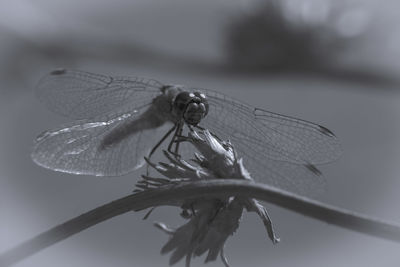 Close-up of dragonfly on plant