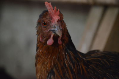 Close-up of chicken, free range poultry