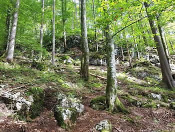 View of trees in forest