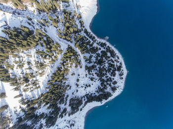 Aerial view of trees by water