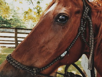 Close-up of horse