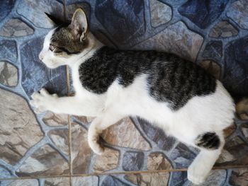 High angle view of cat relaxing on floor