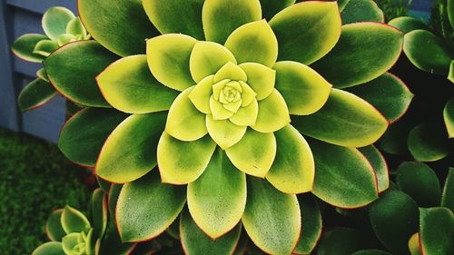 Close-up of green plant