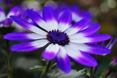 Close-up of purple flower