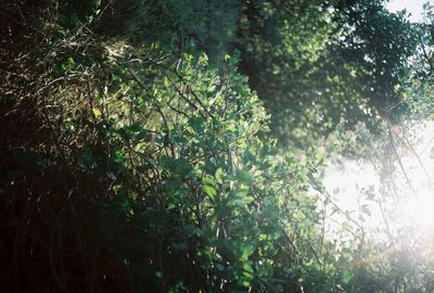 Plants and trees in forest